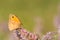 Meadow brown butterfly