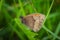 Meadow Brown butterfly deep in the grass holding onto a leaf