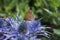 Meadow Brown Butterfly on Eryngium sea holly flowerhead