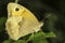 Meadow brown butterfly, female / Maniola jurtina