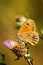 Meadow brown butterfly on Knapweed