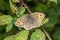 Meadow Brown Butterfly Maniola jurtina