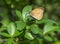 Meadow Brown Butterfly. Maniola jurtina. Profile.