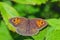 Meadow Brown butterfly - Maniola jurtina resting on a bramble leaf.