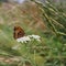 The Meadow Brown Butterfly Pollinates Yarrow