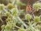 A Meadow Brown Butterfly on Thistle