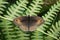Meadow Brown butterfly on the underside of a fern frond