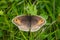 Meadow Brown with its wings stretched out