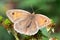 Meadow Brown - Maniola jurtina