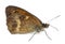 Meadow Brown, Maniola jurtina