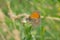 Meadow brown Maniola jurtina butterfly sitting on Wild Stellaria media weed plant