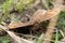 Meadow brown (Maniola jurtina) with mites