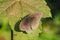 The meadow brown (Maniola jurtina) is one of the most common Butterflies