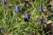 A Meadow bumblebee on a Grape hyacinth