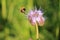 Meadow bumblebee on nectar search, Bombus pratorum