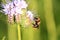 Meadow bumblebee on nectar search, Bombus pratorum