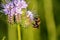 Meadow bumblebee on nectar search, Bombus pratorum