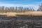 Meadow with burnt dry grass and black ash. Field with scorched reed grass.