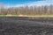 Meadow with burnt dry grass and black ash. Field with scorched reed grass.