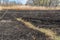 Meadow with burnt dry grass and black ash. Field with scorched reed grass.