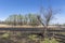 Meadow with burnt dry grass and black ash. Field with scorched reed grass.