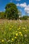 Meadow buttercup