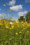 Meadow buttercup