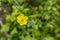 Meadow buttercup, night blindness, (Ranunculus ace L.)