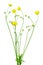 Meadow buttercup ( Ranunculus acris) flower