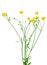 Meadow buttercup Ranunculus acris flower