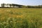 A meadow with buttercups and cow parsley in springtime