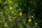 Meadow buttercups floral view with green natural background