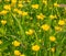 Meadow buttercups floral view with green natural background
