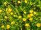 Meadow buttercups floral view with green natural background