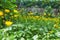 Meadow buttercups growing in a garden or backyard at home in spring. Group of a vibrant yellow ranunculus acris flowers