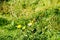 A meadow with a butterfly, whiting, on a dandelion