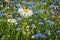 Meadow of camomile and cornflowers