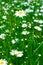 Meadow: Camomile flowers