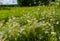 Meadow chamomile on a glade on a summer day