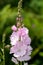 Meadow checker mallow sidalcea campestris flowers