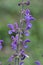 Meadow clary or meadow sage flower