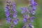 Meadow clary or meadow sage flower