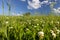 Meadow of clover