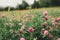 Meadow clover amid forests and edges of the sky