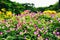 Meadow of colorful Torenia, Wishbone flower in park