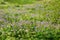 Meadow with conium maculatum and geranium pratense