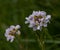 Meadow core flowers in a park