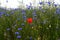 Meadow with cornflowers and poppy