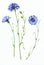 Meadow cornflowers of watercolor. Floral illustration for design.