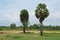 Meadow with couple palm tree